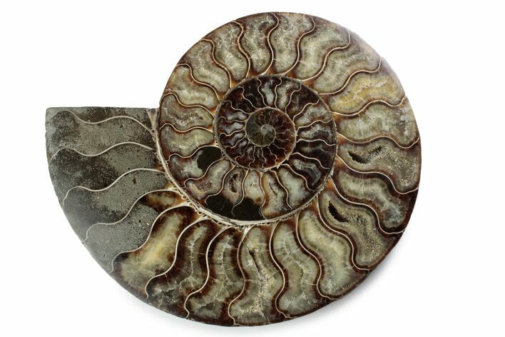 Cut & Polished Ammonite Fossil (Half) - Madagascar #362409